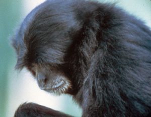 Siamang