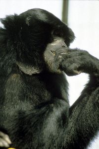 Siamang