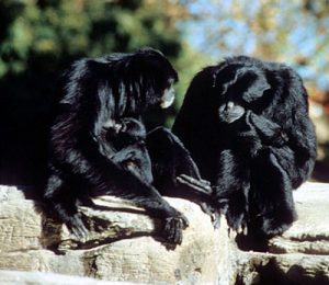 Two Simangs sitting on a rock face