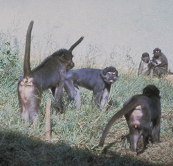 Sooty Mangabey group