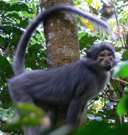 Sooty Mangabey