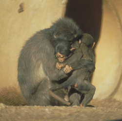 Mother, infant, and juvenile Sooty mangabey enbracing