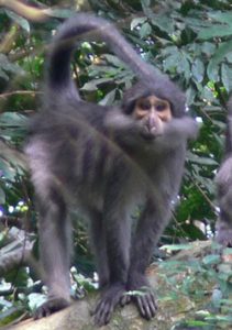 Sooty Mangabey with impressive beard
