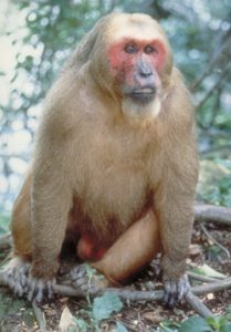 Stump-tailed macaque sitting on ground