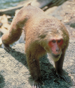 Stump-tailed macaque