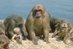 Group of stump-tailed macaques