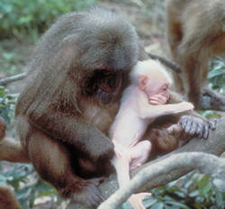 Mother and infant stump-tailed macaque