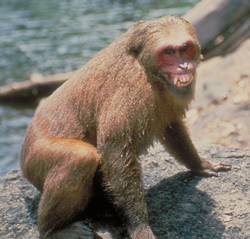 Stump-tailed macaque grimace