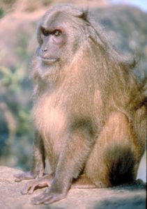 Stump-tailed macaque sitting on ground