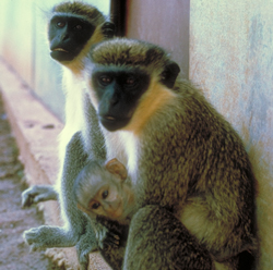 Two vervet adults with infant vervet