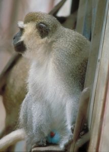 Vervet monkey sitting