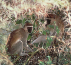 vervet monkeys on nest