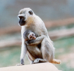 Mother and infant vervet