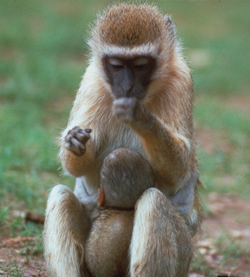 Mother and infant vervet