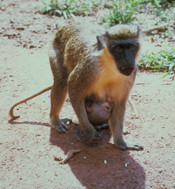 Mother and infant vervet