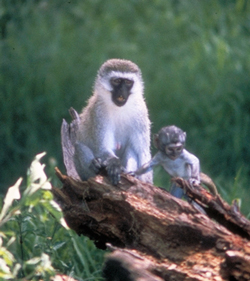 Mother and infant vervet