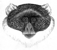 Graphite drawing