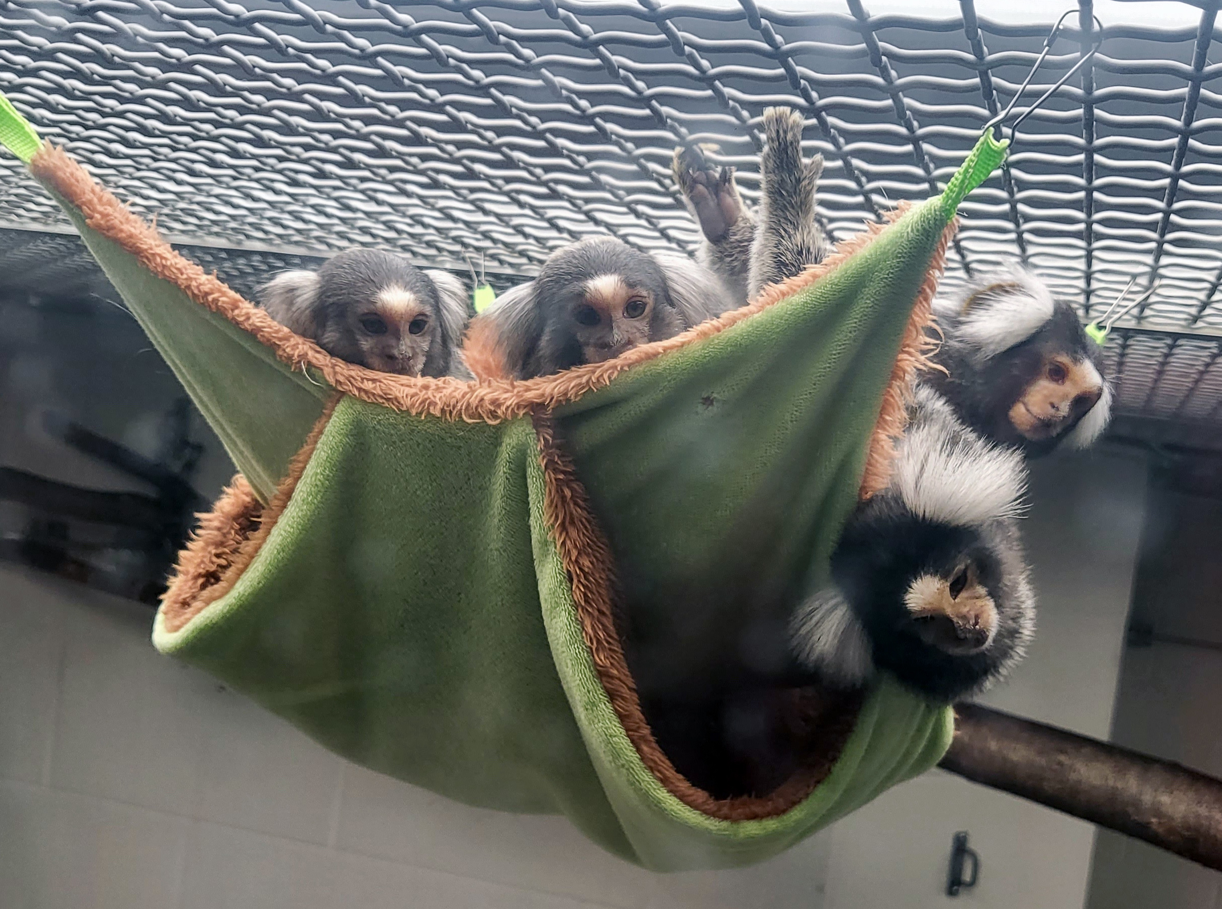 Four marmosets are visible peeking out from a green hammock hanging in the Primate Center lobby vivarium.