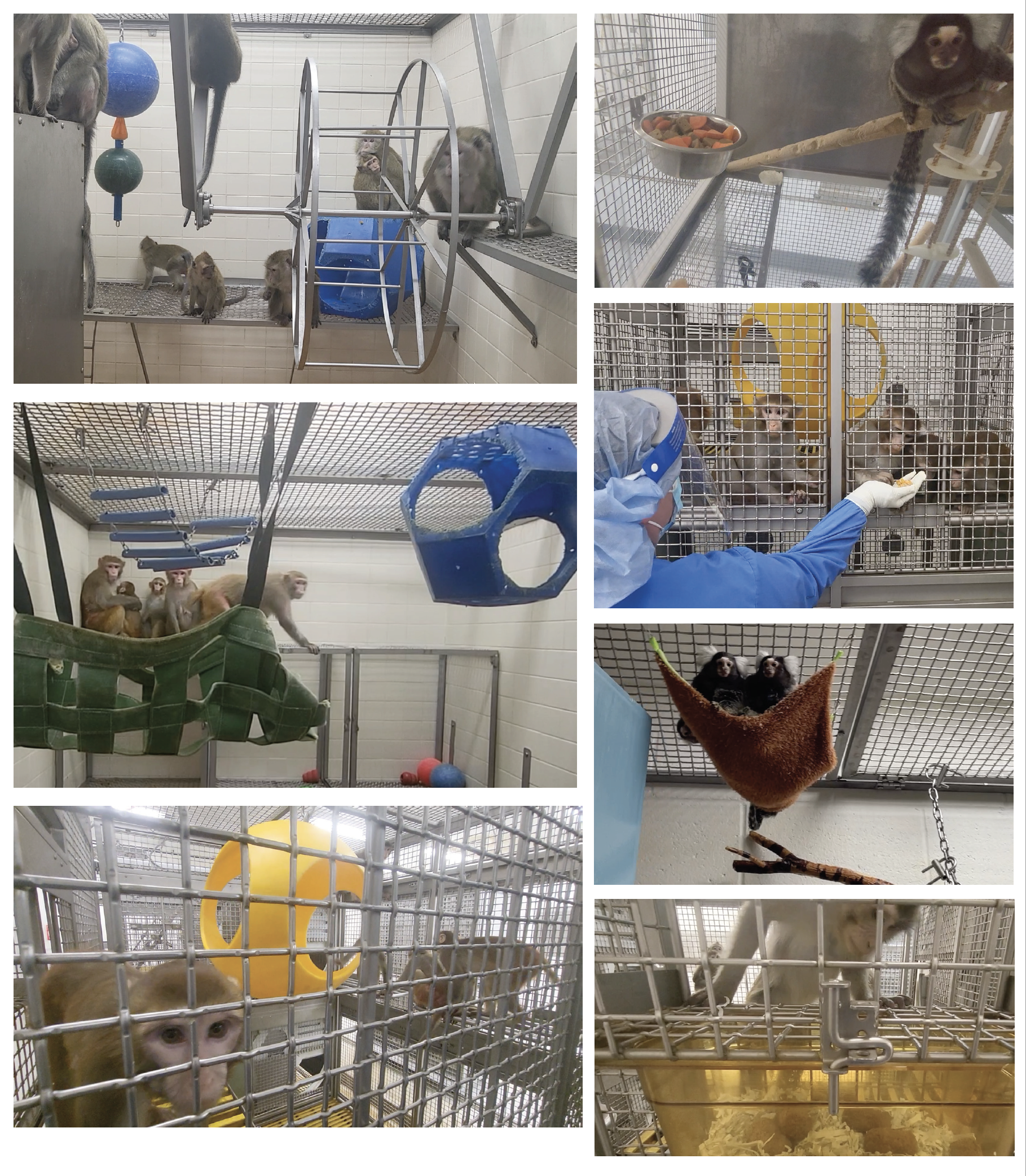 A collage of animals at the WNPRC.