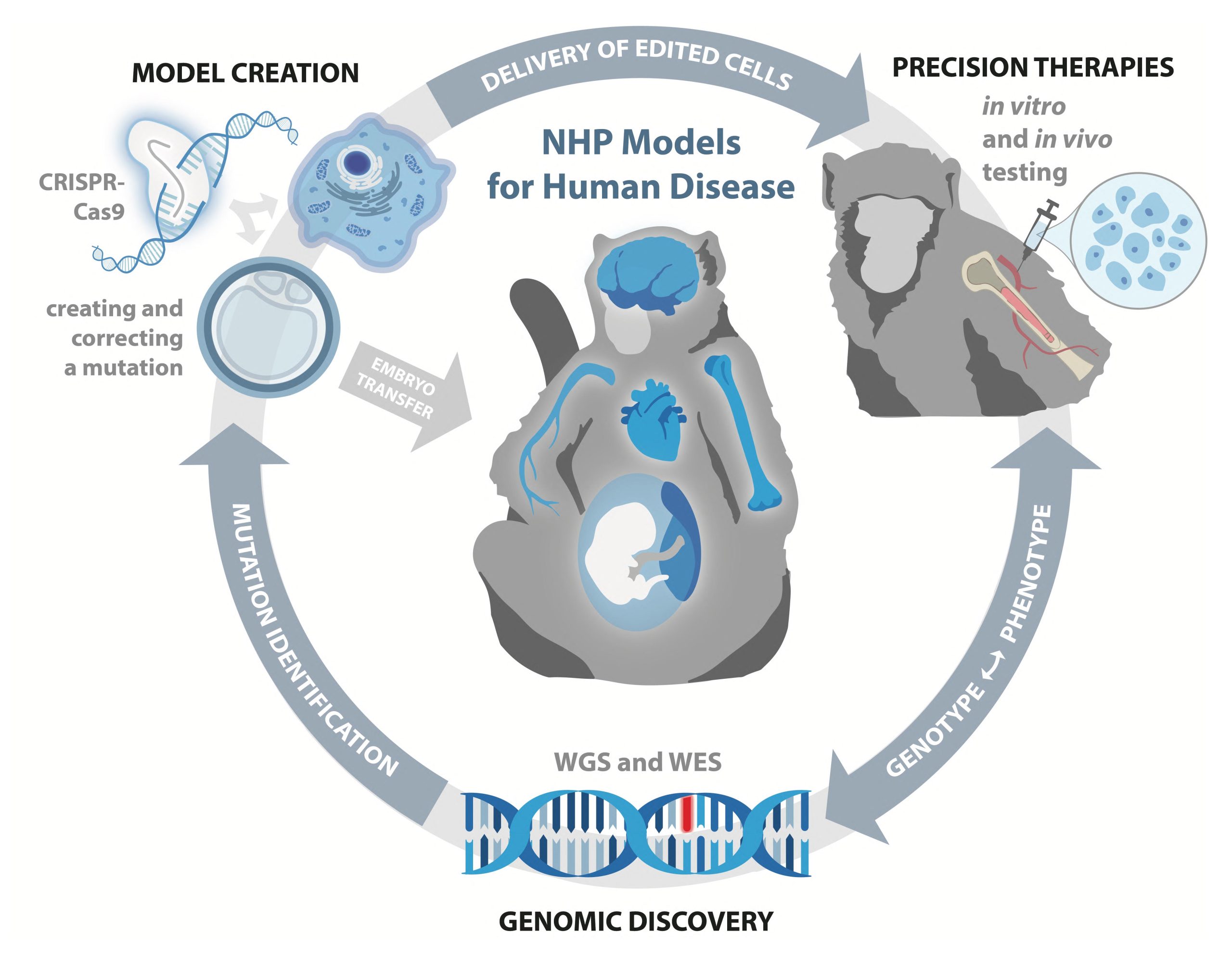 NHP Models for Human disease